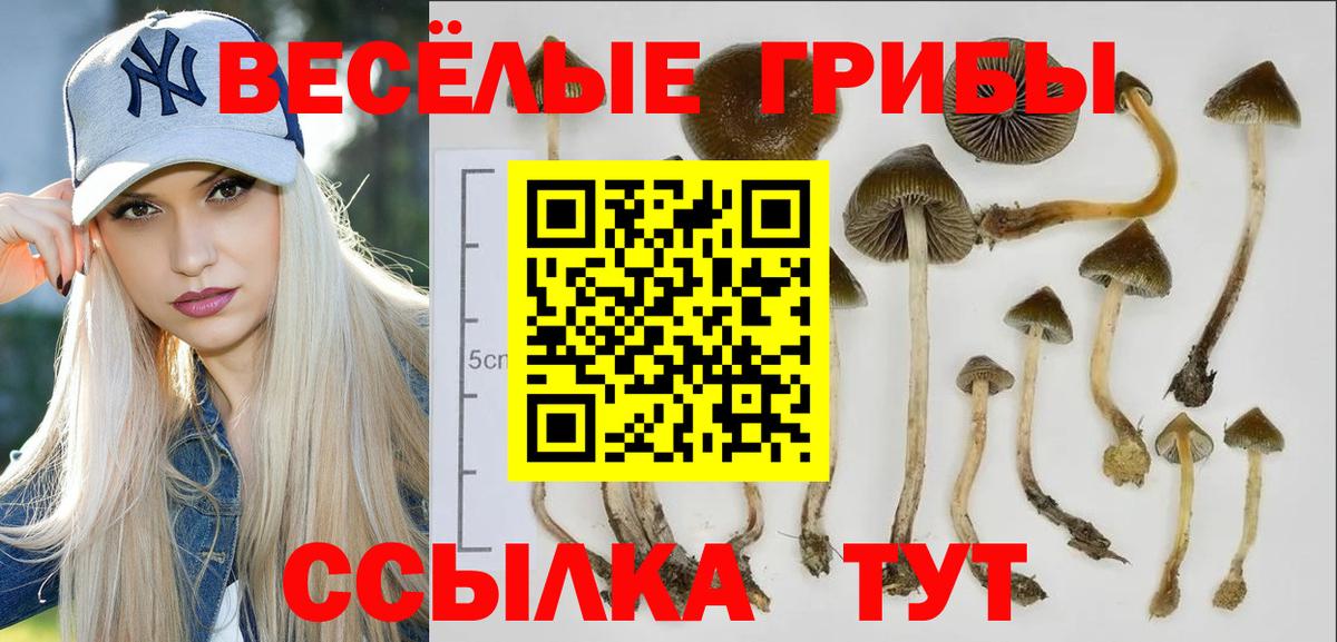 Галлюциногенные грибы MAGIC MUSHROOMS  Вход с VPN  Советская Гавань  Псилоцибиновые грибы ЛСД 